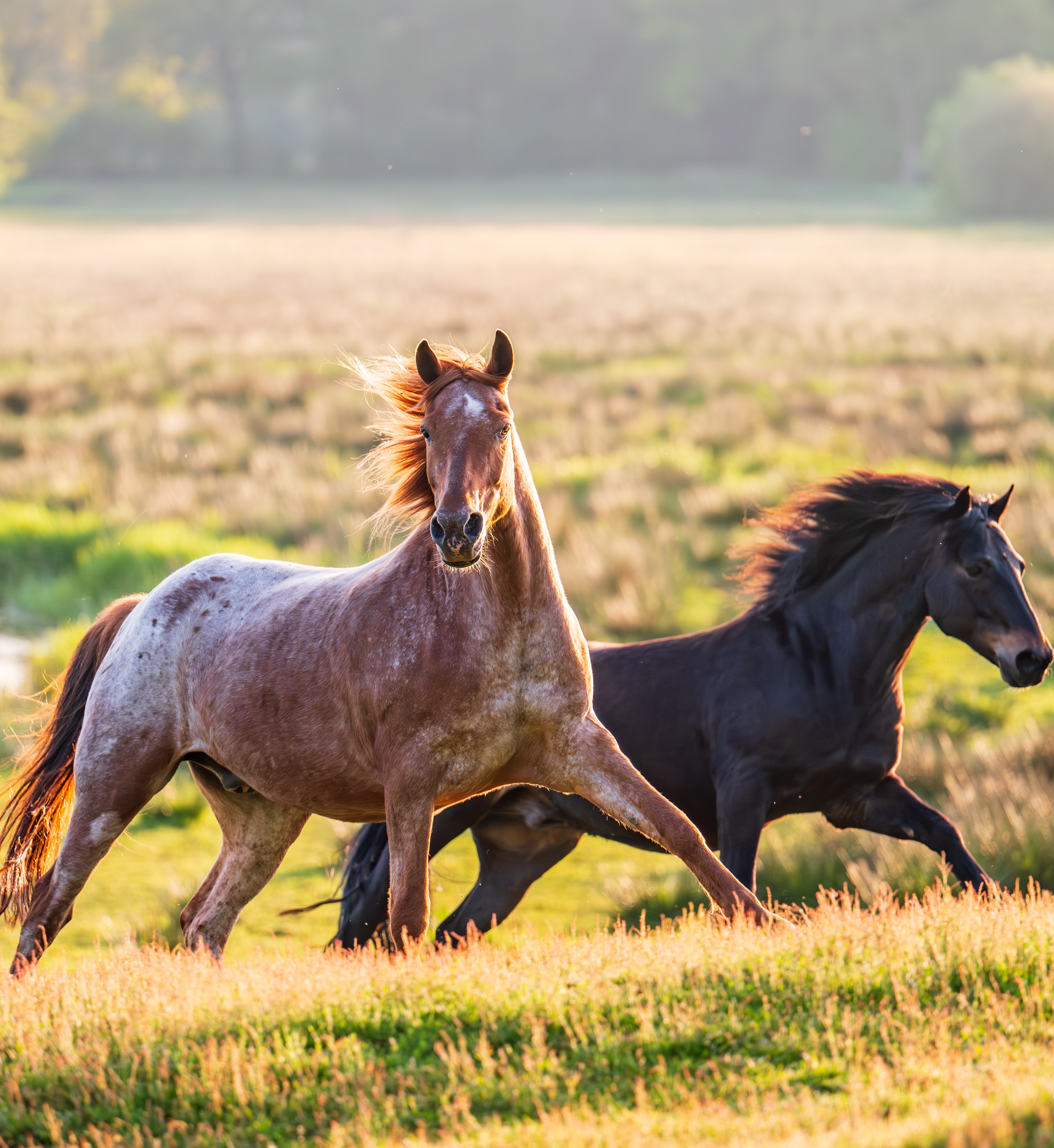 image for this category